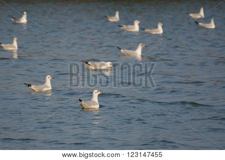 a seagulls swimming looking for a food