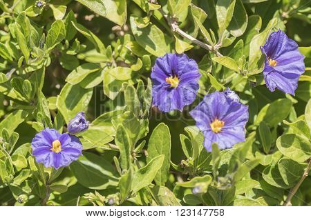 Solanum flowers under the sun in the garden
** Note: Shallow depth of field