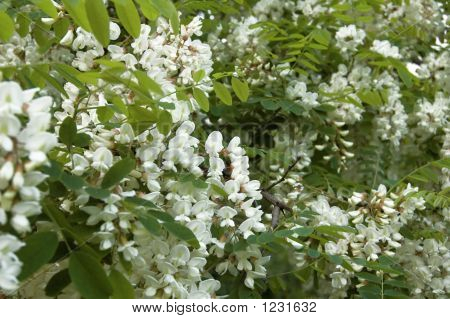 Acacia