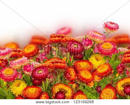 fresh Everlasting flowers border isolated on white background
