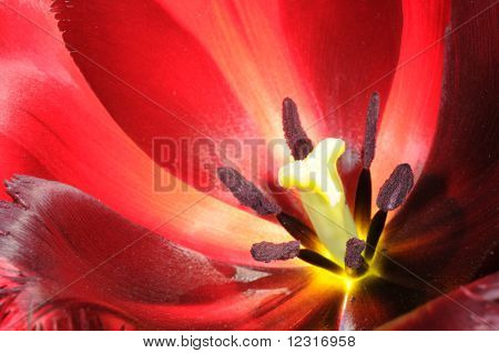 Červený Tulipán