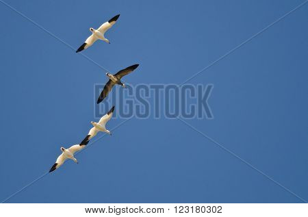 Blue Goose Flying with the White Snow Geese in a Clear Sky