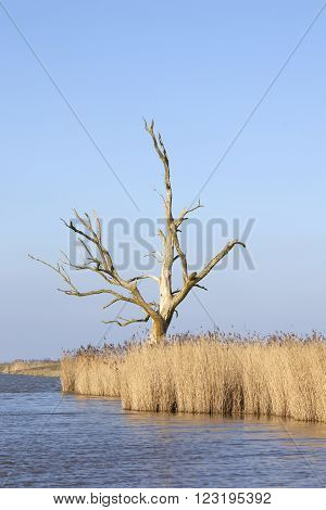 dead tree above yellow reed against blue sky in eempolder in the netherlands