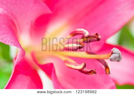 macro image of the single lily Robina