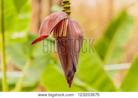 banana blossom on the tree in the garden