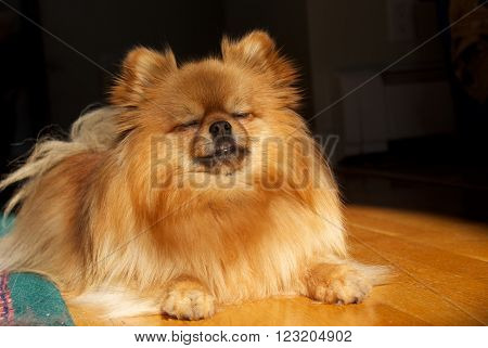 A small dog seems to be meditating while lying in the spotlight.