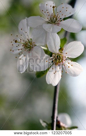 Beautiful flowers of the blossoming cherry tree in the spring time/Cherry blossom
