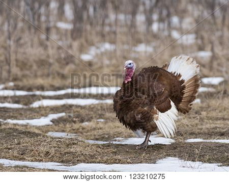 A Strutting Bourbon Red Domestic Turkey in a barnyard** Note: Visible grain at 100%, best at smaller sizes