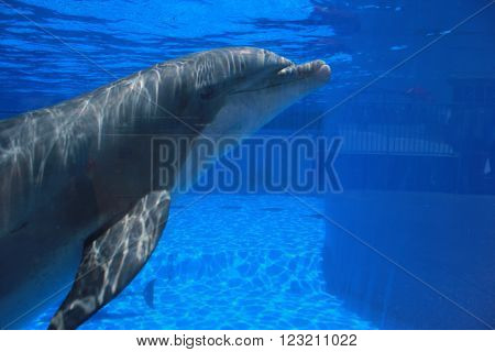 Marine Land Florida dolphin swimming in tank