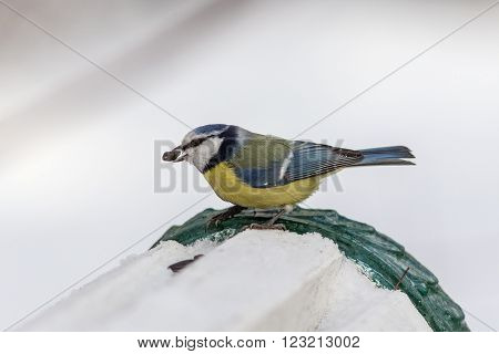 hungry bluetit eats sunflower seeds in winter day