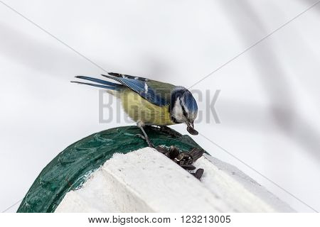 hungry bluetit eats sunflower seeds in winter day