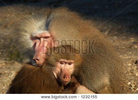 Monkeys In Love