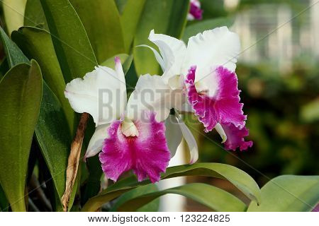 Orchid garden in tropics relaxing environment where exquisite orchids bloom throughout the year.