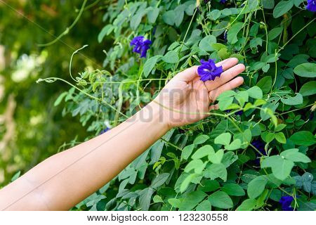 Hand Collecting Butterfly Pea Flower