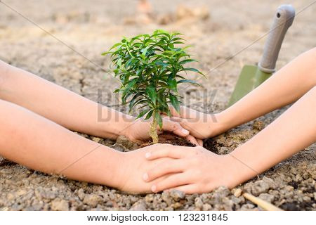 Hand Planting On Crack Soil
