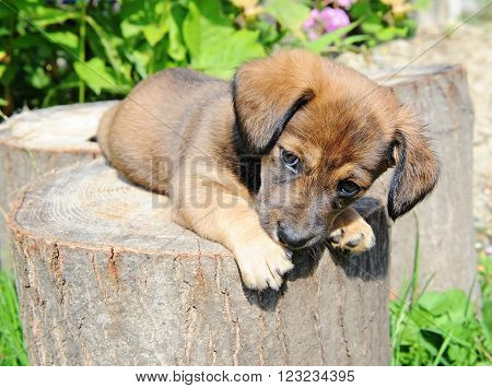 Cute A Puppy Of Rate Is On The Stump Of Sunny Canicular Day