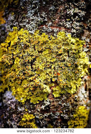 Lichen (Xanthoria) macro grows on the bark