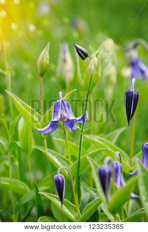 Clematis integrifolia flowers with green foliage in the garden