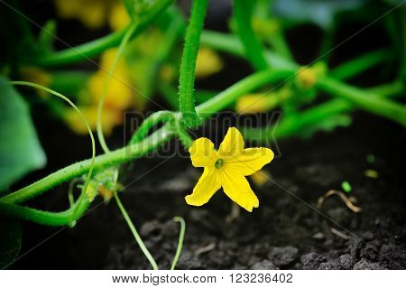 ?ucumber flower growing on a bed. Close-up