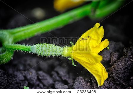 ?ucumber flower growing on a bed. Close-up