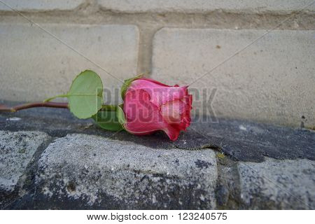 red rose on an old brick wall