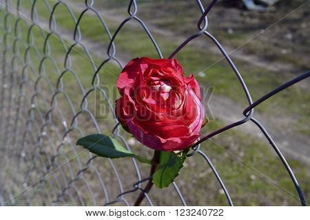 fencing of the an iron grid with red rose
