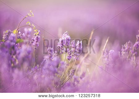 Sunset over a violet lavender field in Provence, Hokkaido