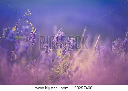 Sunset over a violet lavender field in Provence, Hokkaido