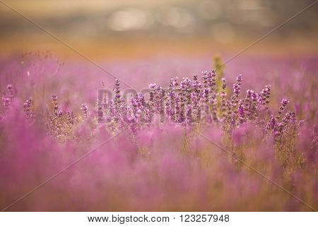 Sunset over a violet lavender field in Provence, Hokkaido