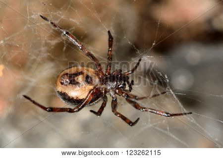 Steatoda bipunctata female showing epigyne. A female spider in the family Theridiidae, showing female reproductive opening important to identification