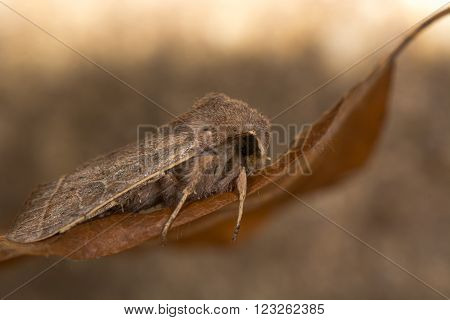 Common quaker moth (Orthosia cerasi). An insect in the family Noctuidae that flies early in the year, at rest on a dead leaf