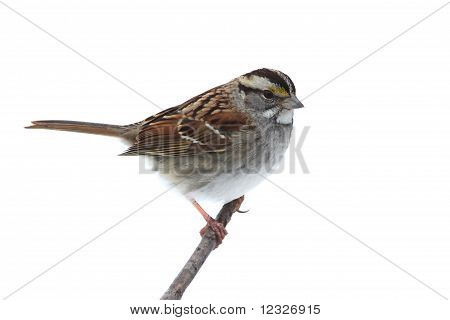 Bianco – throated Sparrow (zonotrichia Albicollis)