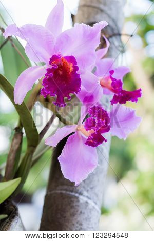 Pink beautiful Cattleya orchid sheep on tree
** Note: Shallow depth of field