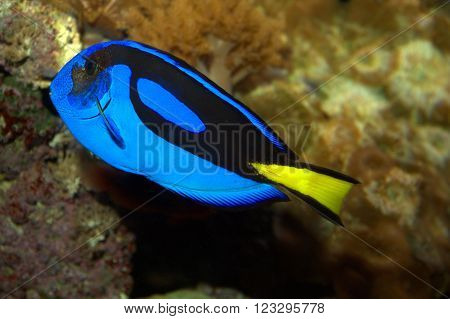 Regal Tang swimming among rocks in an aquarium