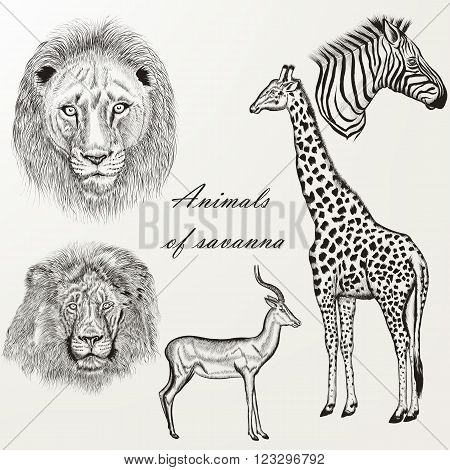 Collection of vector hand drawn detailed savanna animals in retro style