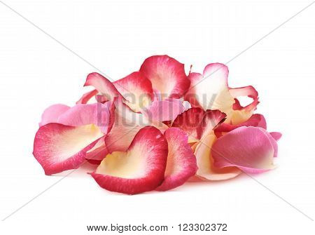 Pile of multiple pink rose petals isolated over the white background
