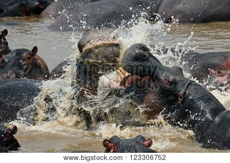 herd of Hippopotamus wallowing in river mud