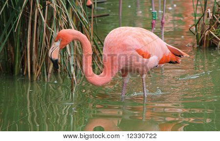 Pink Flamingo