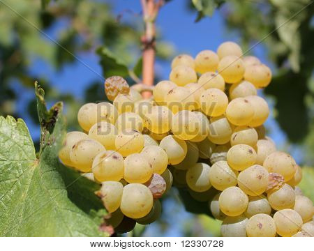 Raisin vert ensoleillé