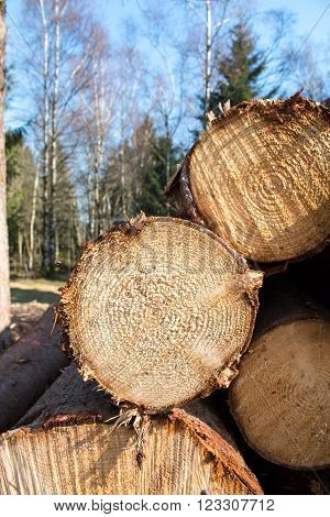 Logs crosscuts on the timber cutting in the forest