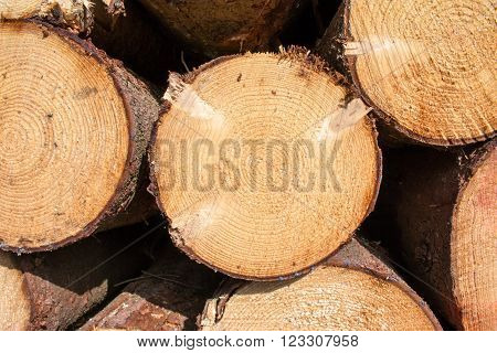 Logs crosscuts on the timber cutting in the forest