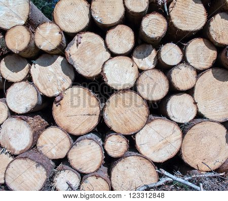 Logs crosscuts on the timber cutting in the forest
** Note: Soft Focus at 100%, best at smaller sizes