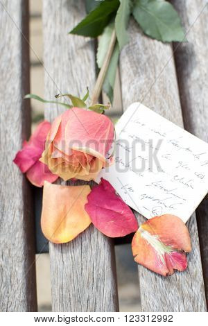 Orange rose with a hand writing message