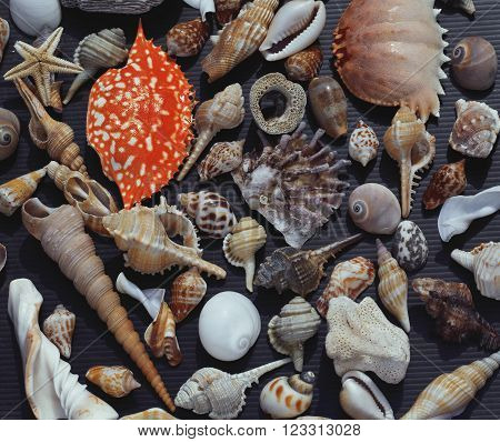 a lot of seashells on setout together with crab, asian served food