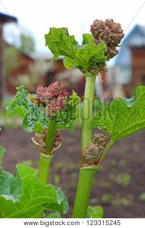 Rhubarb (Rheum) - a genus of plants of the family Polygonaceae. Flowering plant in the summer cottage