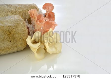 Organic Pleurotus djamor or pink oyster mushroom growing on mushroon loaf on white background.