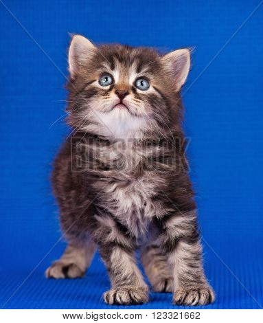 Cautious little siberian kitten over blue background