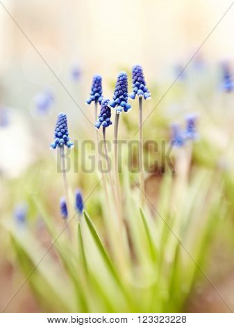Blue muskari blossom in the spring since morning