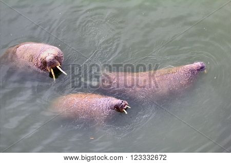 Marine Animals In Ocean Walrus