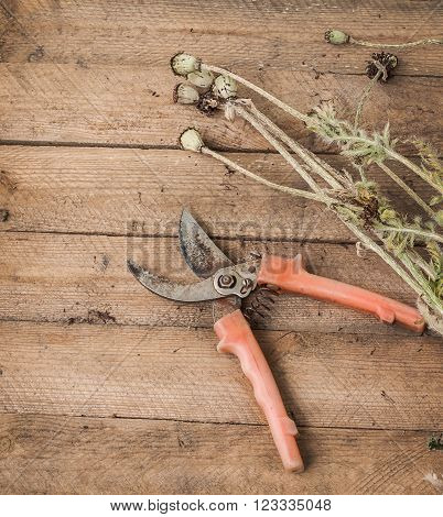 Removing the faded stems of poppy on a wooden table. Seasonal work in the garden